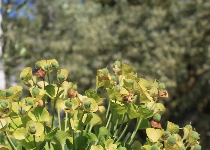 Lägenhet Seaside Secluded Cove Karkavac - Scedro, Hvar - 8801 Jelsa (Hvar)